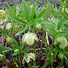 Image result for Helleborus viridis