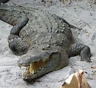 Image result for Alligator Crocodile Caiman Differences