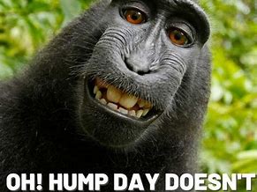 Image result for Wicked Wednesday Hump Day Meme