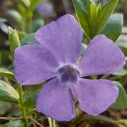 Image result for Vinca minor La Grave