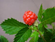 Image result for Red Leaf BlackBerry