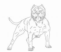 Image result for XL Bully Dog