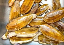 Image result for Types of Clams