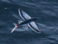 Image result for Flying Fish Habitat