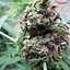 Image result for Bud Rot On Cannabis