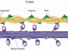 Image result for actin�metri