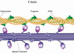 Image result for actin�m4tro