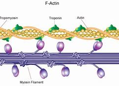 Image result for actin�g5afo