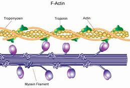 Image result for actin�gtafo