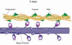 Image result for actin�geafo