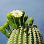 Image result for Saguaro Cactus Tucson