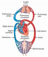 Image result for Heart Circulation 示意图
