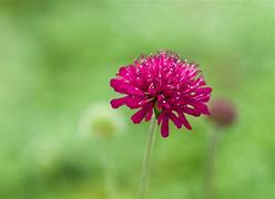 Image result for Knautia Tunder 