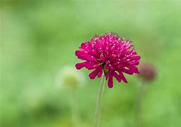 Image result for Knautia Tunder 