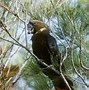 Image result for gloss black cockatoos