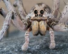 Image result for Red Wolf Spider