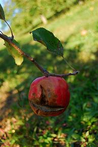 Image result for Poisonous Apple
