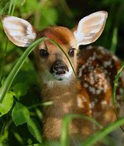 Image result for Cute Cuddly Animals