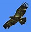 Image result for Adult Bald Eagle