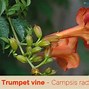Image result for Trumpet Vine Leaves