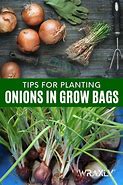 Image result for 2 Onions in a Bag