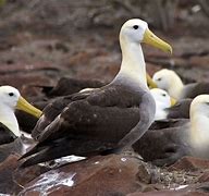 Image result for albatrps