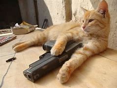 Image result for Crying Cat Gun Meme