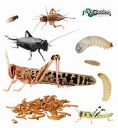 Image result for Tropical Magic Reptile Food