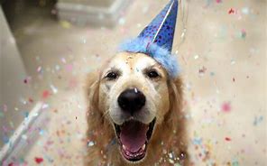 Image result for Happy Dog Celebrating