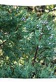 Image result for Purple Berry Tree Identification