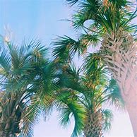 Image result for Cute Palm Tree