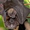 Image result for rodrigues fruit bats diet