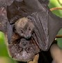 Image result for Fruit Bats Blue Eyes