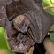 Image result for Fruit Bat Face Eat