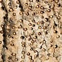 Image result for Trypophobia Disease