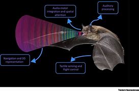 Image result for Bat Ears to Brain