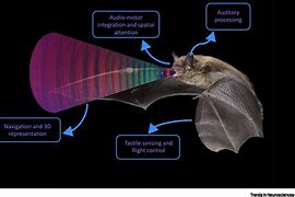 Image result for Bat Echolocation Diagram