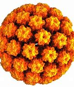 Image result for Papillomavirus Humain
