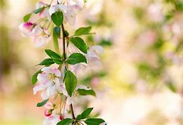 Image result for Apple Blossom Flower Tree
