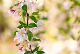 Image result for Pink Apple Blossoms