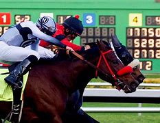 Image result for Race Horse Finishes