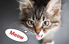Image result for Meow Cat Pictuires