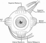 Image result for Muscles in Eye