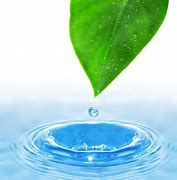Image result for Green Leaf Water