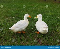 Image result for Male Duck Talking