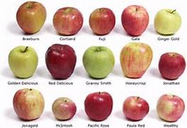 Image result for Small Medium and Large Apple