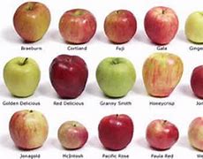 Image result for Apple Names