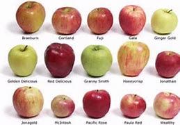 Image result for Different Apple Varieties