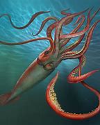 Image result for Squid Animal