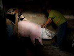 Image result for Giant Pig Slaughter